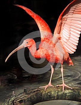 Red ibis