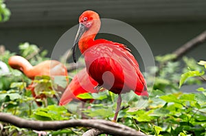 A red ibis