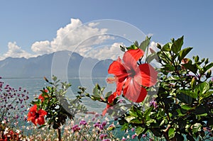 Red ibiscus behond mountains and lake