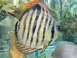 the red ica discus fish in the aquarium tank.