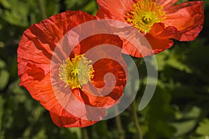 Red Iceland Poppy Bloom