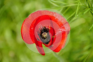 A red Iceland poppy flower at full bloom in the summer