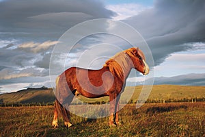 Red Icelandic horse on the field against the backdrop of the mountains in August