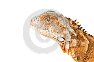 Red Iguana