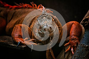 Red iguana