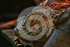 Red iguana