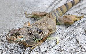 Red Iguana basking in the sun