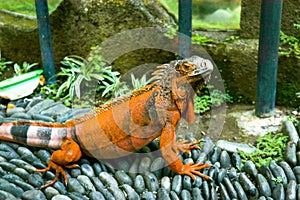 Red Iguana on black lava pebbles. Large adult lizard. Beautiful Red Iguana on stones, animal closeup. A subspecies of the Red