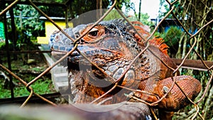 a red iguana in a cage