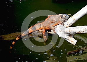 A red iguana emerging from the water onto a stump