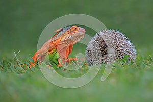 A red iguana and hedgehog