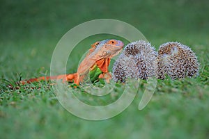 A red iguana and hedgehog