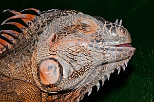 Red iguana a large lizard