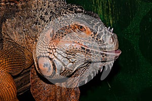 Red iguana a large lizard