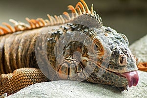 Red Iguana laying on the ground sticking out its tongue