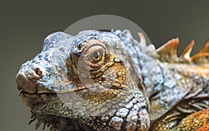 Red iguana reptile portrait close up