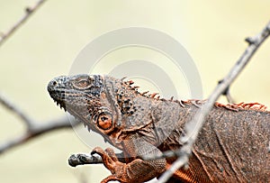 Red iguana sitting on a branch