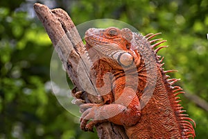 Red iguana sunbathing