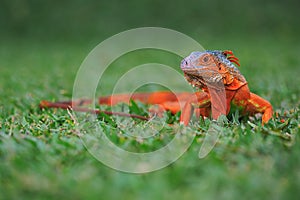 A red iguana is sunbathing on the grass.