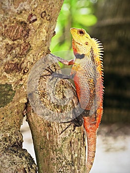Red iguana on a tree