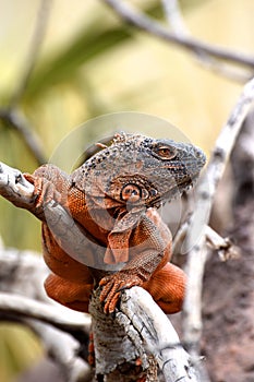 Red iguana on a tree branch