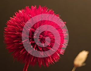 Red ikebana flower