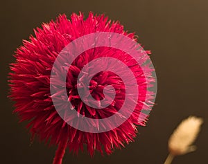 Red ikebana flower photo