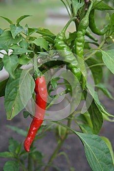 Red and immature green chilies pepper in the field