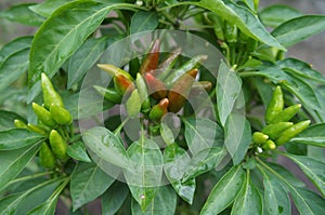 Red and immature green chilies peppers in the field