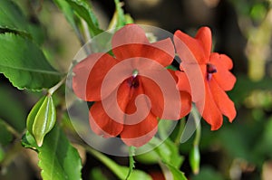 Red Impatiens flower with seed nature outdoor