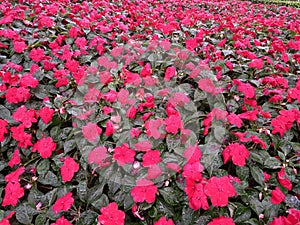 Red impatient hawkers flowers on afternoon after stop of the rain photo