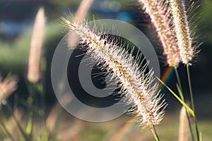 Red Imperata cylindrica Beauv. with sun light effected