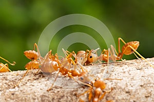 Red Imported Fire Ant