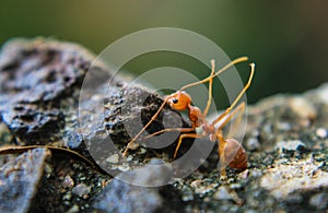 Red imported fire ant,Action of fire ant