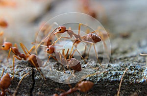 Red imported fire ant,Action of fire ant