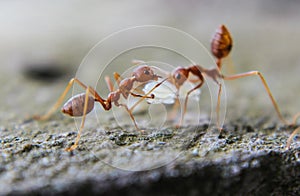 Red imported fire ant,Action of fire ant