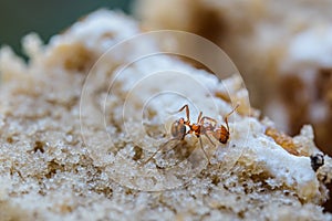 Red imported fire ant,Action of fire ant