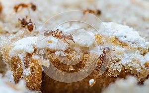 Red imported fire ant,Action of fire ant