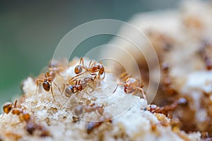 Red imported fire ant,Action of fire ant