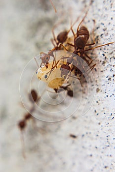 Red imported fire ant,Action of fire ant