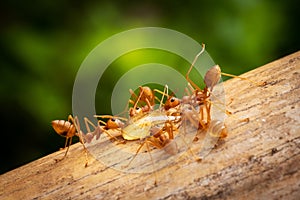 Red Imported Fire Ant