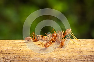 Red Imported Fire Ant