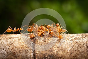 Red Imported Fire Ant