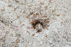 Red imported fire ant eating worm.