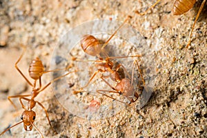 Red imported fire ant on the floor, macro image