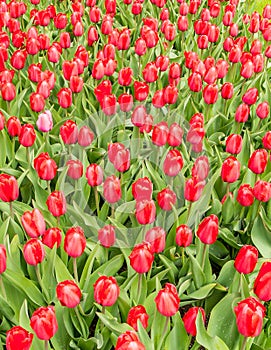 Red Impression Tulips