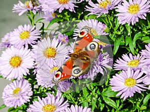 Inachis butterfly feeding from an aster flower