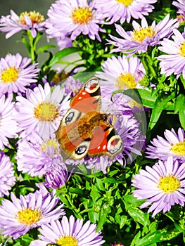 Inachis butterfly with open eyes feeding from an aster flower
