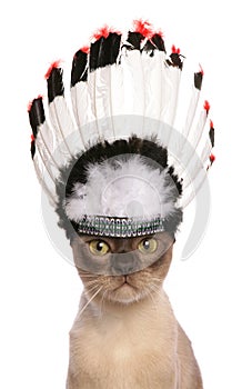 Red indian cheif adult cat