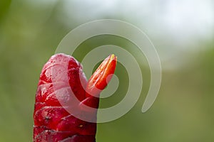 Red Indian head ginger costus speciosus flower